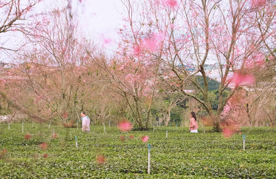 Aux abords de Dà Lat, la nature s’éveille doucement : les premiers cerisiers en fleurs transforment les collines en tableaux aux teintes rosées, annonçant le retour de la belle saison. Photo : VNA