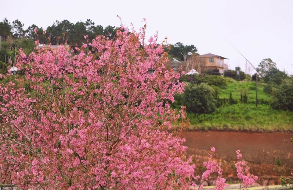 Les milliers de cerisiers en fleurs de la colline de thé de Câu Dât attirent une foule de visiteurs. Photo : VNA