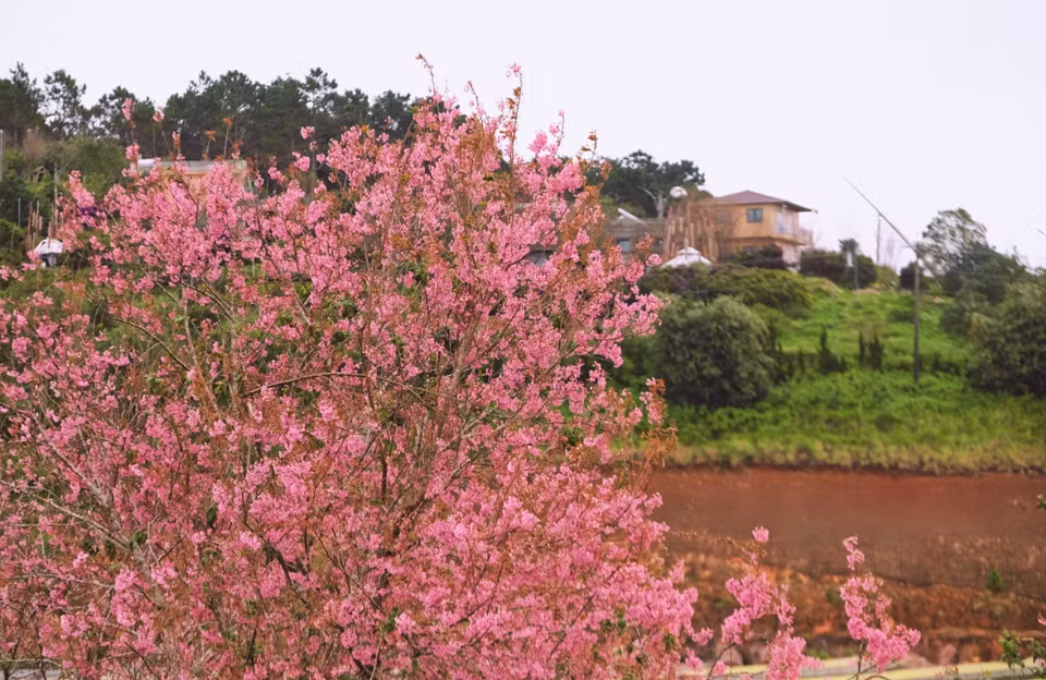Les milliers de cerisiers en fleurs de la colline de thé de Câu Dât attirent une foule de visiteurs. Photo : VNA