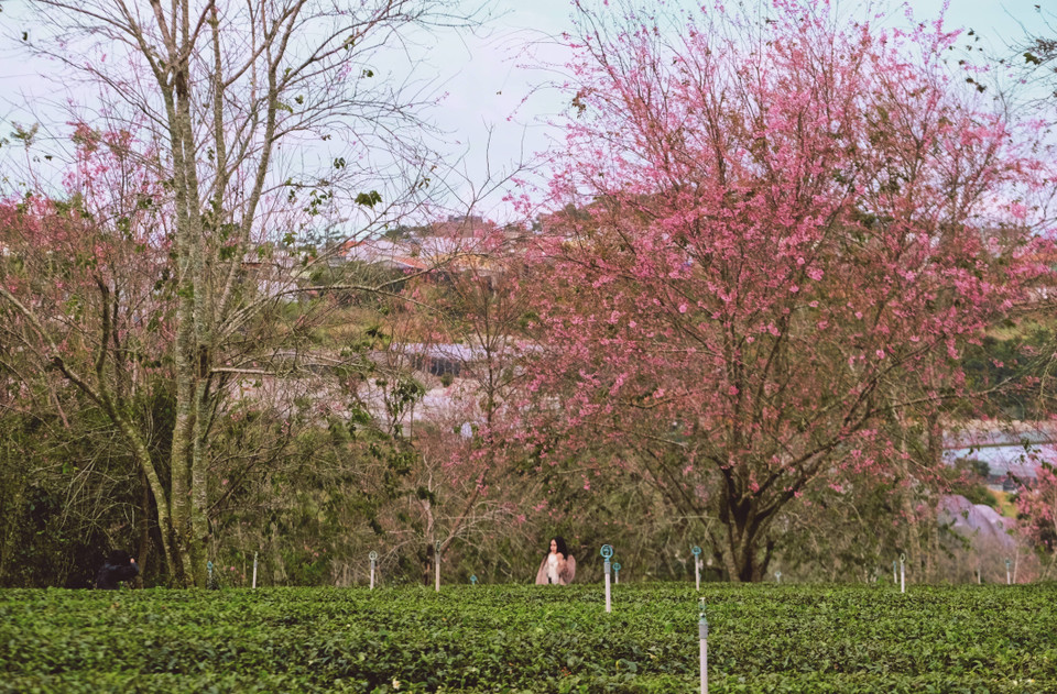 Sous l’éclat des cerisiers en fleurs, les campagnes entourant Da Lat se parent d’une beauté douce et lumineuse. Photo : VNA