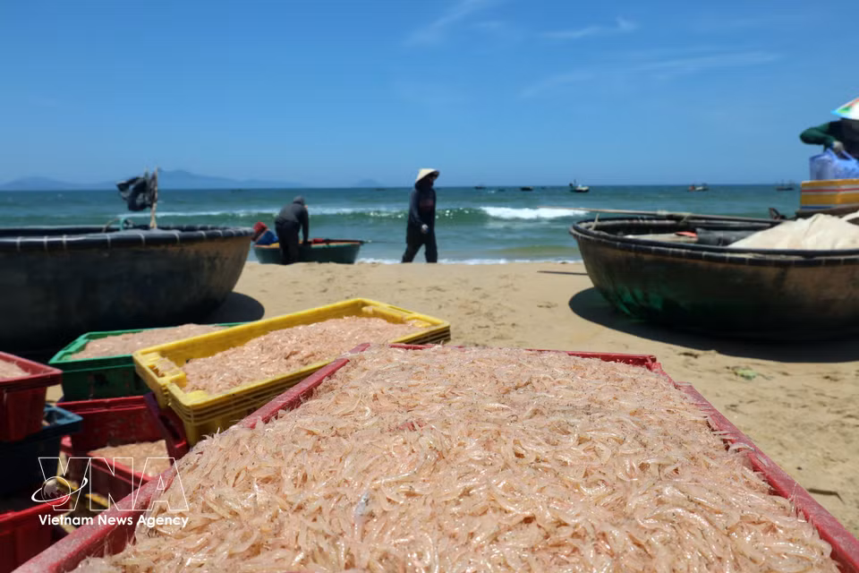 L'animation des travailleurs de la mer sur les côtes de la commune de Duy Nghia. Photo : VNA