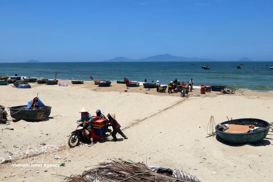 Le transfert des prises vers le rivage, une étape cruciale de l'activité halieutique à Duy Nghia. Photo : VNA