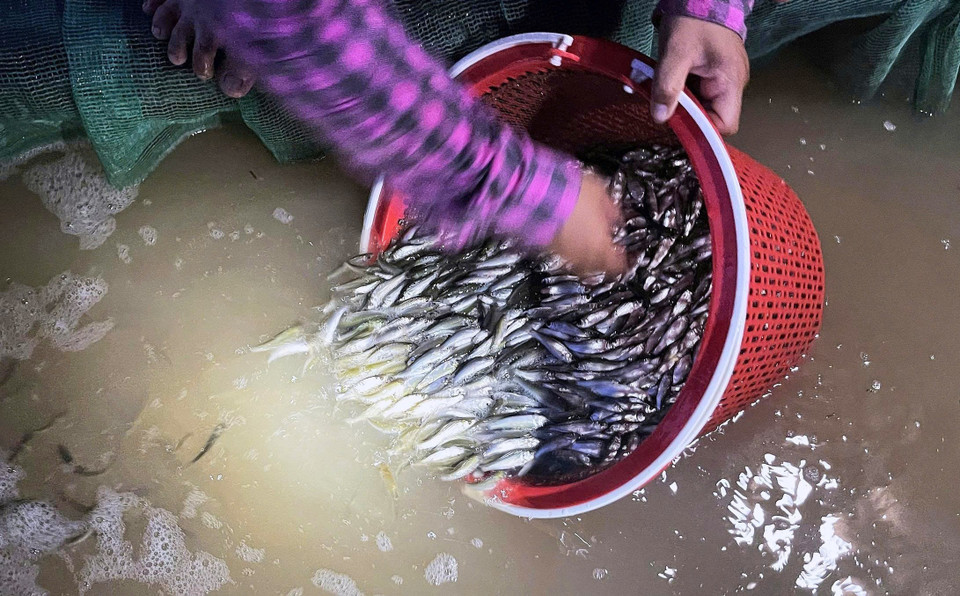 Après leur capture, les jeunes poissons linh doivent être conservés vivants dans des filets ou des conteneurs en plastique bien aérés. Cette méthode est essentielle pour préserver leur valeur marchande et la saveur délicate de leur chair. Photo : VNA