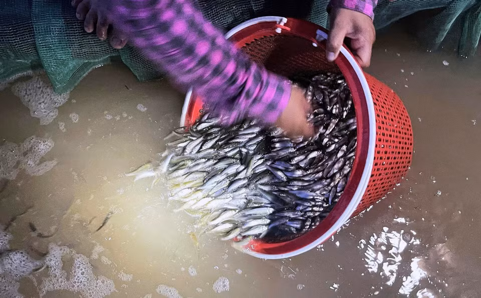 Après leur capture, les jeunes poissons linh doivent être conservés vivants dans des filets ou des conteneurs en plastique bien aérés. Cette méthode est essentielle pour préserver leur valeur marchande et la saveur délicate de leur chair. Photo : VNA