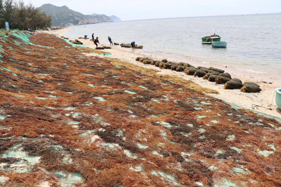 Une fois ramenées sur le rivage, les algues sont étalées directement sur les plages pour y sécher au soleil. Photo : VNA
