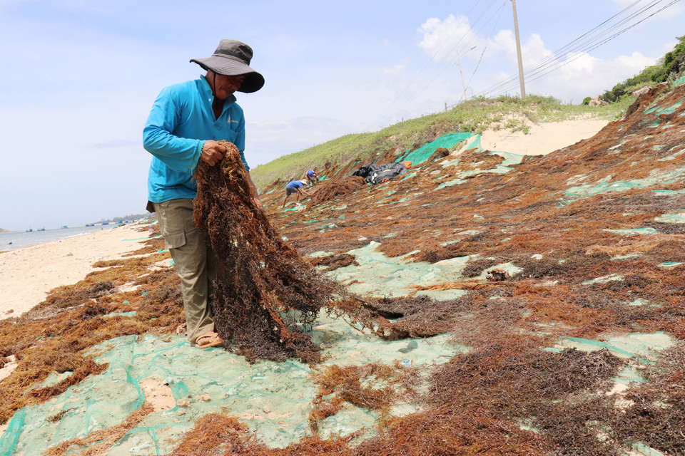 La saison de récolte des algues sur la côte sud de la province de Khanh Hoa s'étend généralement de mars à juillet chaque année. Une fois collectées, les algues sont rachetées par des commerçants locaux. Elles sont ensuite acheminées vers des usines où elles seront transformées en divers produits, notamment des aliments et des boissons. Photo : VNA