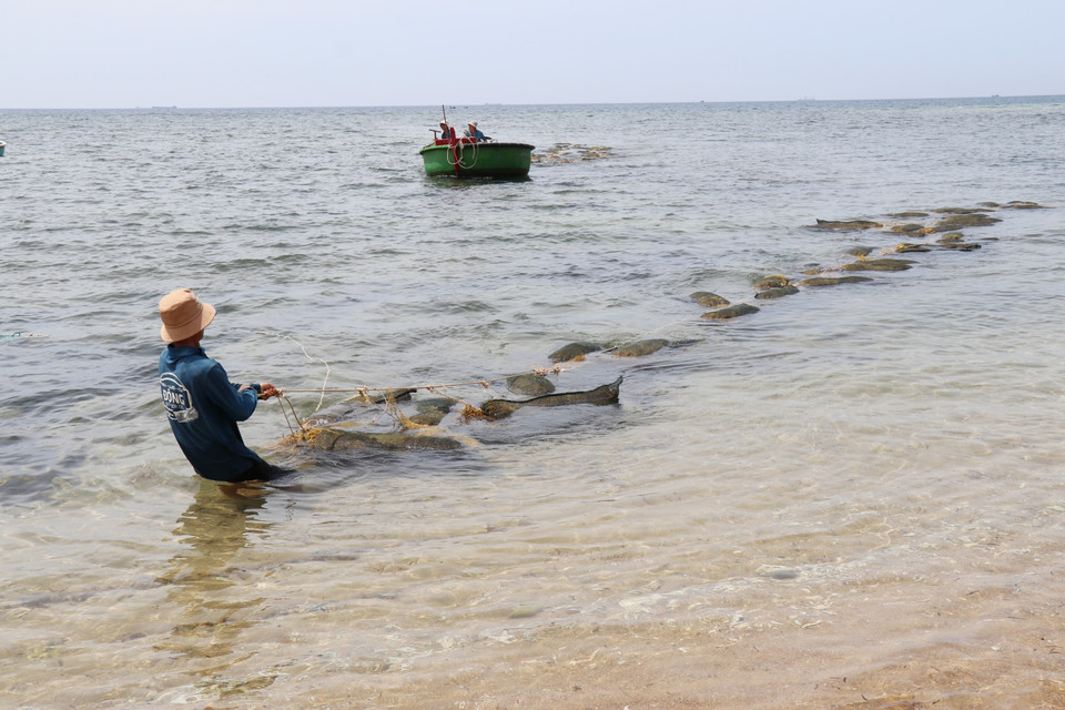 Grâce à cette profusion, chaque pêcheur peut récolter entre 400 et 500 kilogrammes de sargasses fraîches en une seule matinée, ce qui leur assure un revenu quotidien compris entre 500 000 et 600 000 dôngs (environ 18 à 22 euros). Photo : VNA