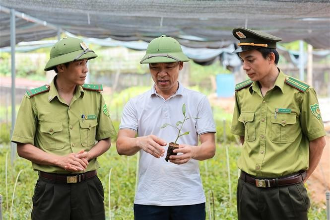 Des gardes forestiers procèdent à la vérification de l'origine et de la qualité des jeunes plants d'acacias destinés à la plantation de la société forestière Lang Chanh. Photo : VNA