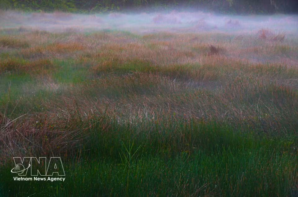 Les vastes rizières baignées dans une fine brume matinale dessinent un paysage à la fois mystérieux et apaisant. Photo : VNA