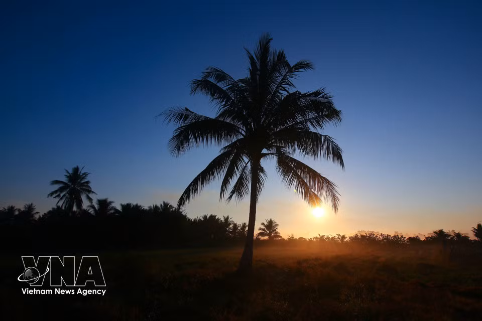 Les silhouettes des arbres se découpent sous une lumière douce, composant un tableau naturel d'une grande poésie. Photo : VNA
