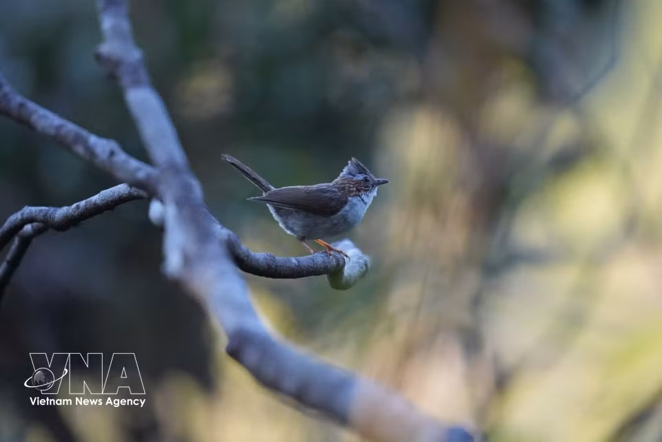 De nombreuses espèces d’oiseaux rares trouvent dans le parc national de Bach Ma un habitat idéal pour leur reproduction et leur développement. Photo : VNA