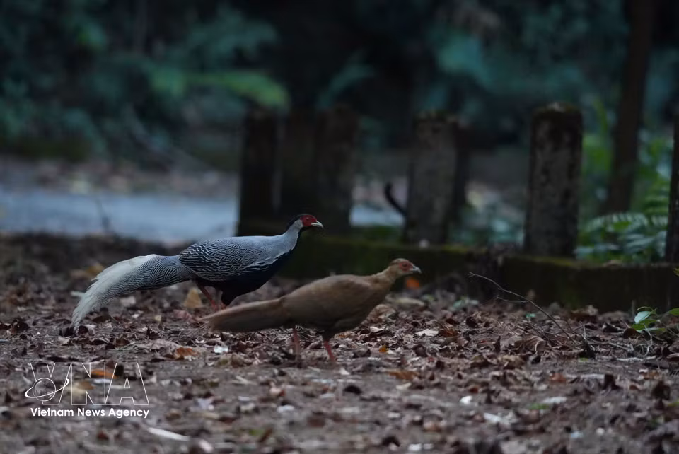 Un couple de faisan argenté s’alimente dans le parc national de Bach Ma. Photo : VNA