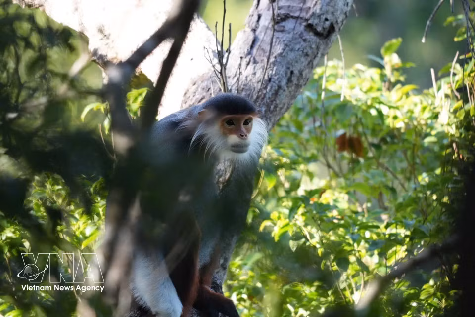 Un douc à pattes rousses (ou douc à cinq couleurs), espèce en danger critique d'extinction, est observé au cœur du parc national de Bach Ma. Photo : VNA