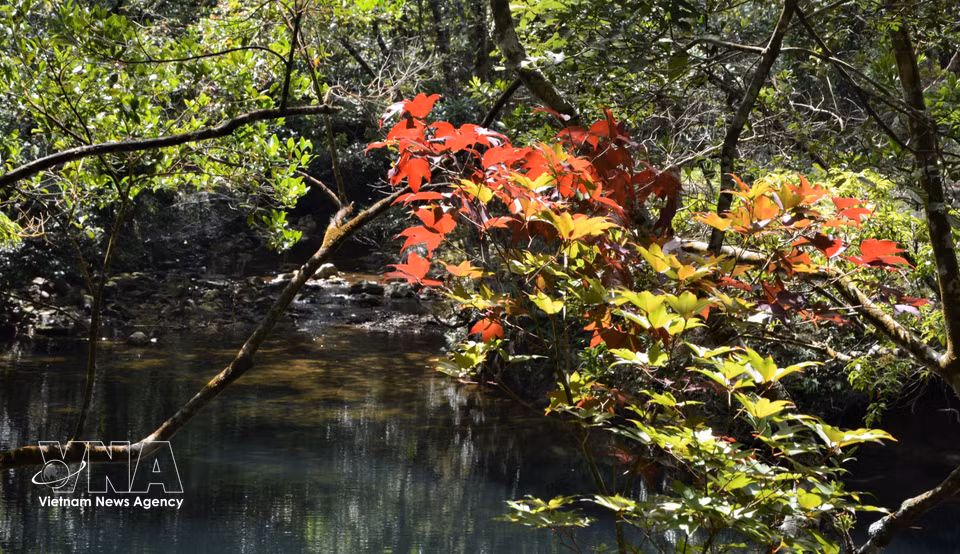 Le parc national de Bach Ma abrite une flore et un tapis végétal d’une richesse et d’une diversité remarquables. Photo : VNA