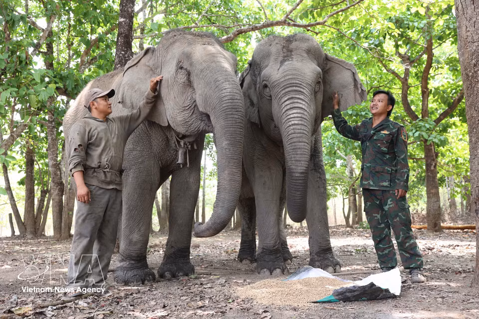 Pour ces soigneurs, l’éléphant est considéré comme un membre à part entière de la famille. Photo : VNA