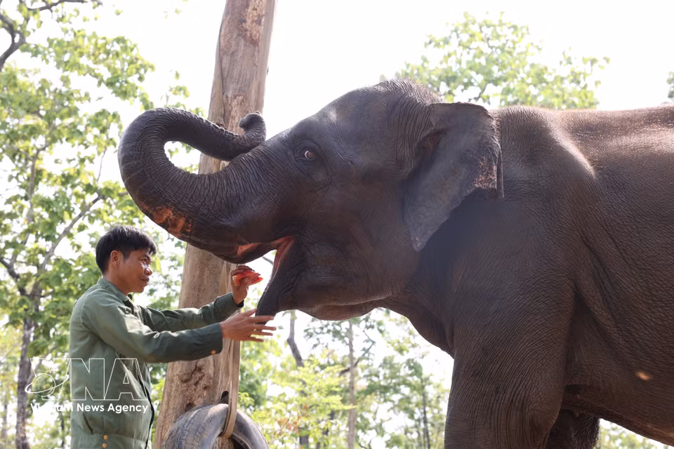 Fort de plus de dix ans d’expérience dans le sauvetage et les soins apportés aux pachydermes, Cao Xuan Ninh considère les éléphants comme des êtres proches, partageant avec eux chaque instant du quotidien. Photo : VNA