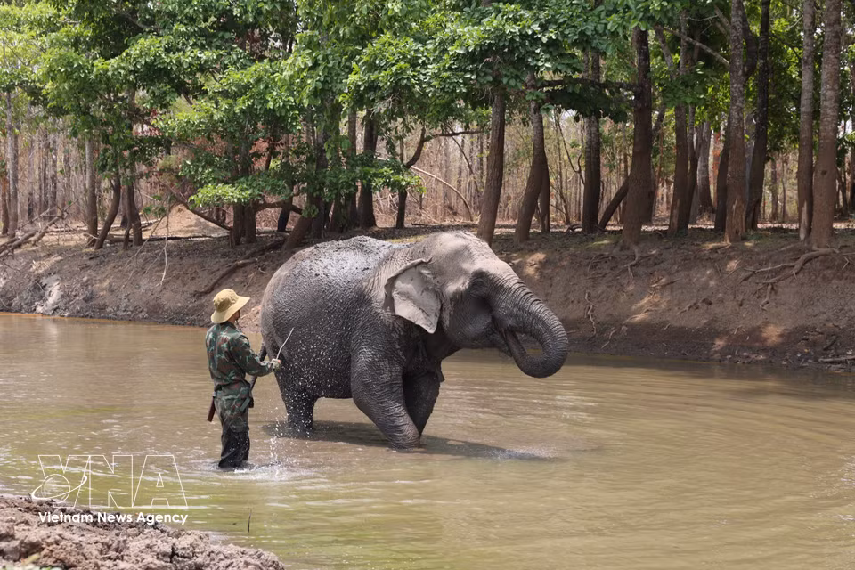 Le métier de gardien d’éléphants en milieu sauvage exige, au-delà de l'endurance physique, une passion profonde et un lien affectif unique avec l’animal. Photo : VNA
