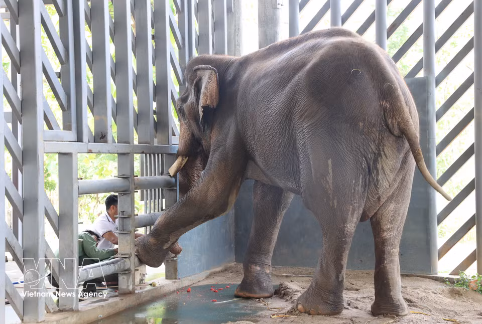 Un spécimen âgé bénéficie d'une attention particulière et de soins adaptés au sein du Centre pour la conservation des éléphants, le sauvetage des animaux et la gestion des forêts de la province de Dak Lak. Photo : VNA