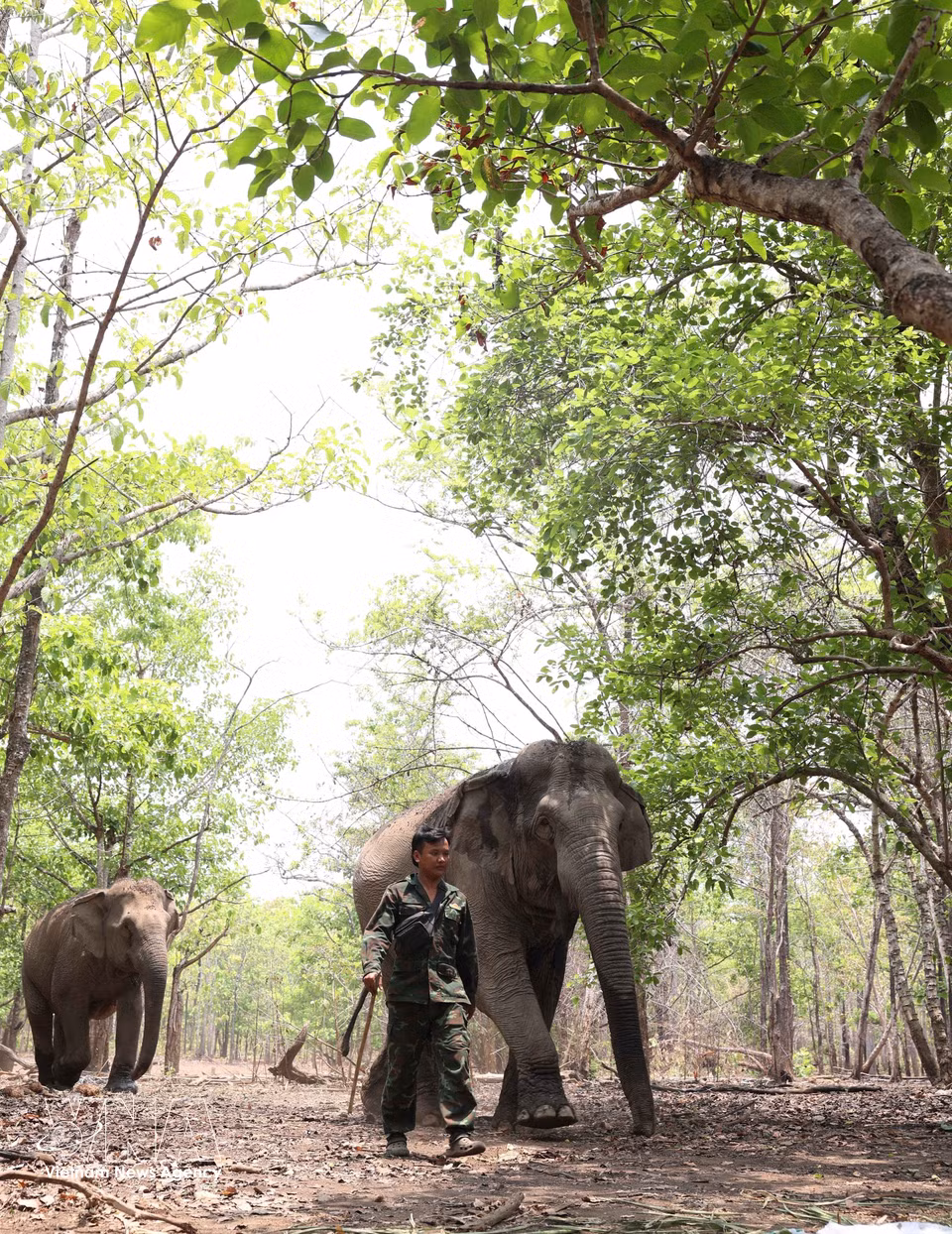 Par des températures frôlant les 40 °C, les gardiens parcourent chaque jour plusieurs kilomètres à pied à travers la forêt de Buon Don, en quête des ressources vitales indispensables à leurs éléphants. Photo : VNA