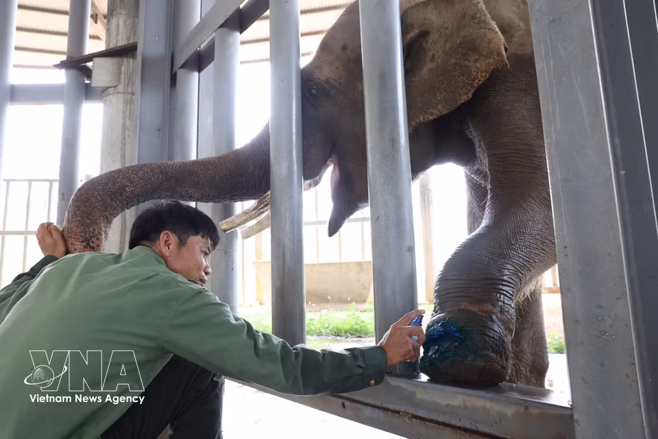 Un membre du personnel soignant procède à la désinfection et au traitement des blessures d’un éléphant, veillant à limiter la douleur et à prévenir toute infection.Photo : VNA