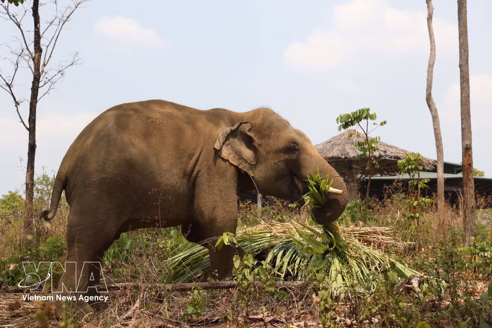 Sauvé en 2015 alors qu'il était gravement blessé à une patte par un piège, l'éléphant Jun a retrouvé force et vitalité après plusieurs interventions chirurgicales complexes. Photo : VNA
