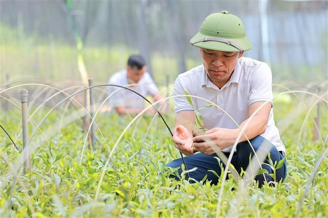 La société forestière Lang Chanh produit annuellement plus de 1,5 million de jeunes plants destinés aux efforts de reboisement. Photo : VNA