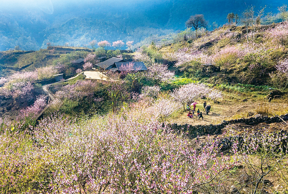 Le printemps est la saison où Muong Hoa porte les couleurs pures des fleurs de pêcher et de prunier. Photo : VNP