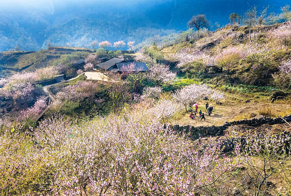 Le printemps est la saison où Muong Hoa porte les couleurs pures des fleurs de pêcher et de prunier. Photo : VNP