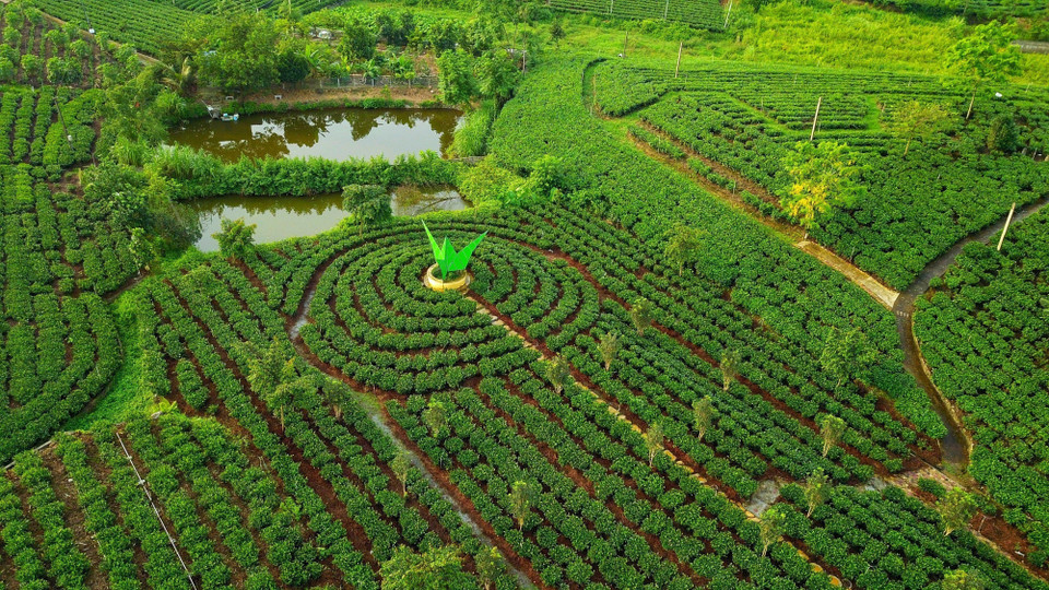 Le théier à Tân Cuong a aidé à changer la physionomie de la région à l'ouest de la ville de Thai Nguyên, province du nom éponyme (Nord), permettant à de nombreux ménages de « s'enrichir », générant chaque année des centaines de millions, voire des milliards de dôngs de revenus, grâce aux activités commerciales et aux produits transformés à partir du thé. Photo : VNA