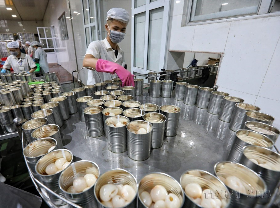 Ces dernières années, de nombreux produits vietnamiens : café, légumes, riz, bois... ont connu une forte valeur d’exportation. Sur la photo : Chaîne de mise en conserve de litchis d'exportation de la société par actions Global Food Import-Export installée dans le district de Luc Ngan, province de Bac Giang (Nord), pour les exporter vers les marchés de l'UE, de la République de Corée, du Japon et de l'Australie. Photo : VNA