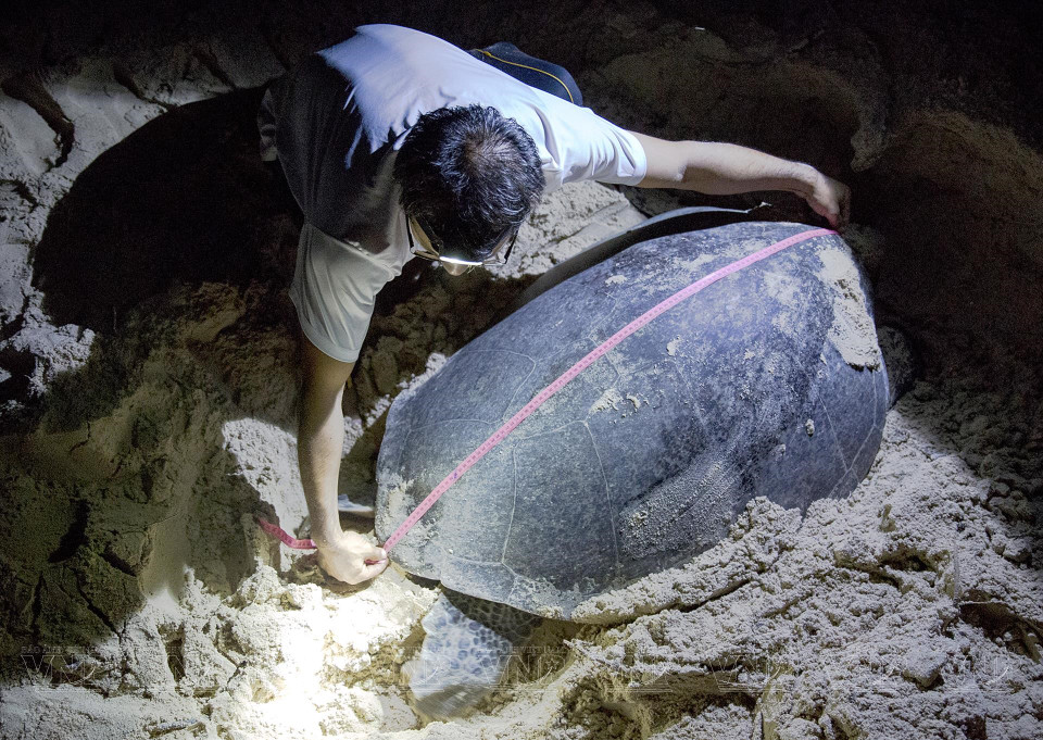 Le contrôle de la taille et de la santé d’une mère tortue en ponte. Photo : VNP