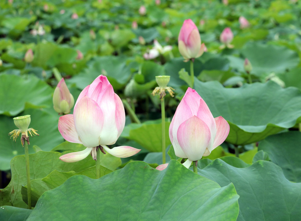 Au petit matin, chaque goutte de rosée transparente tombe sur les larges feuilles vertes et reflète la lumière chatoyante du soleil, entourée de pétales roses en fleur. Photo : VNA