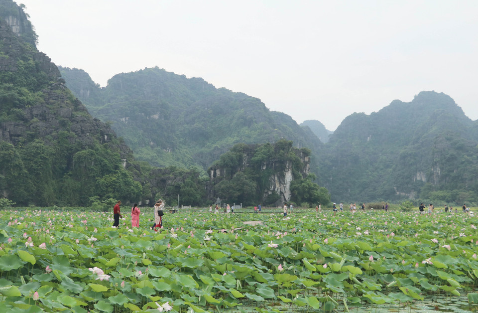 La floraison des lotus est un beau spectacle en été, notamment en juin. Photo : VNA