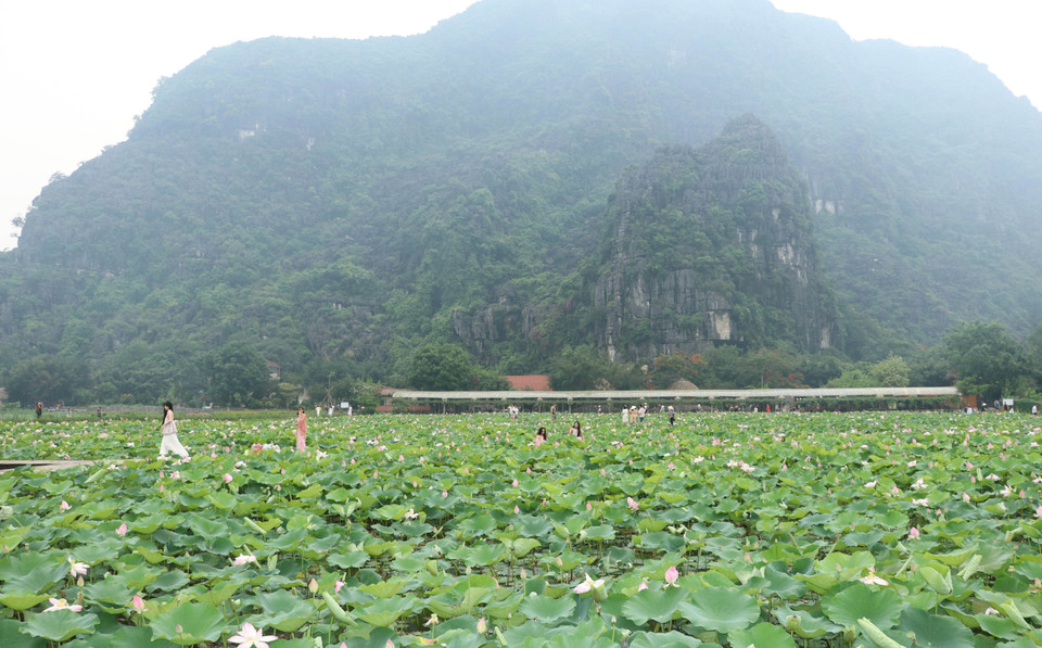 La floraison des lotus à la grotte Mua, district de Hoa Luu, attire un grand nombre de voyageurs. Photo : VNA
