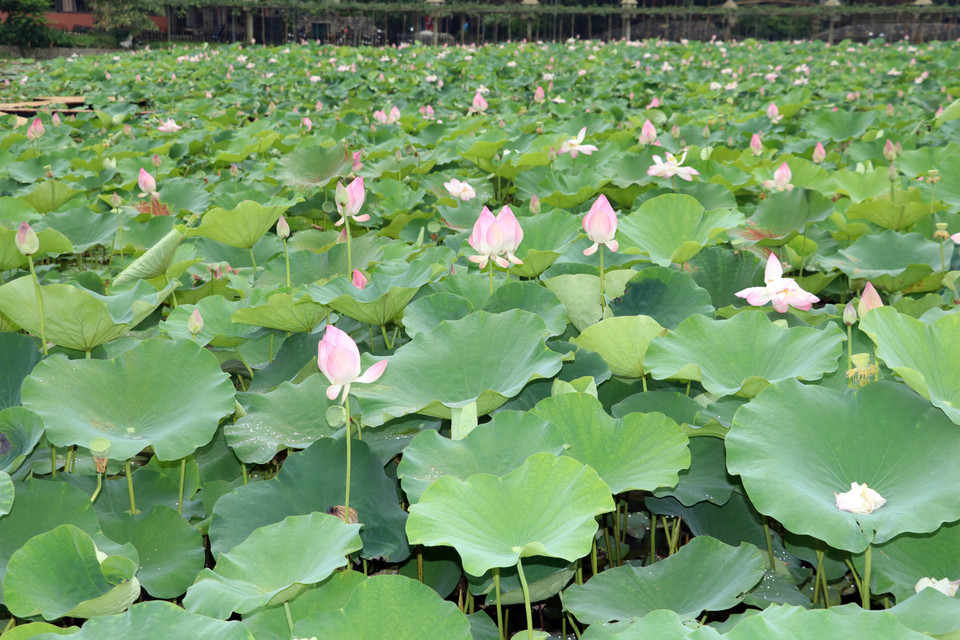 Venir à Ninh Binh lorsque les lotus fleurissent est une expérience inoubliable. Photo : VNA