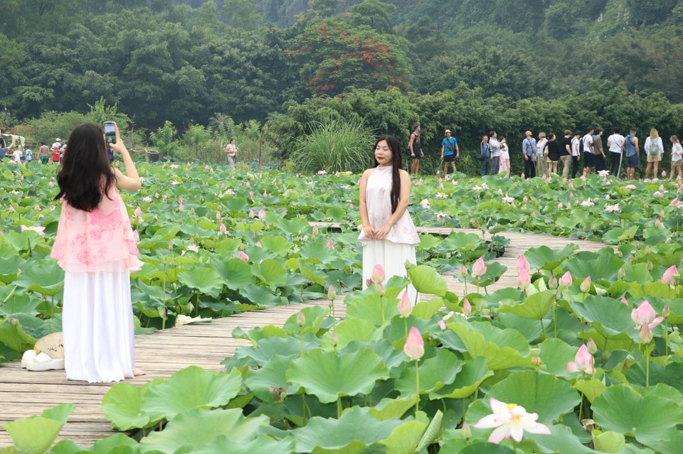Ces destinations attirent des visiteurs à chaque floraison. Photo : VNA