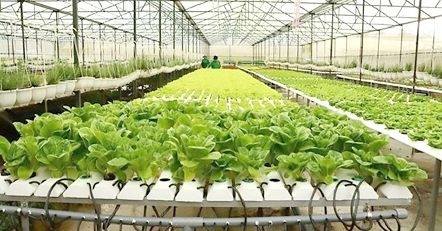 Ho Chi Minh-Ville vise une production agricole de 25.500 dollars par hectare d'ici 2025. Photo: dangcongsan.vn
