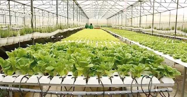 Ho Chi Minh-Ville vise une production agricole de 25.500 dollars par hectare d'ici 2025. Photo: dangcongsan.vn