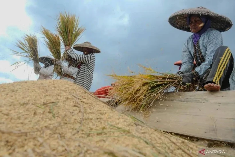 Les agriculteurs ont récolté du riz dans le village de Tambak Baya, Lebak, Banten, en mars 2024. (Photo : antaranews.com)