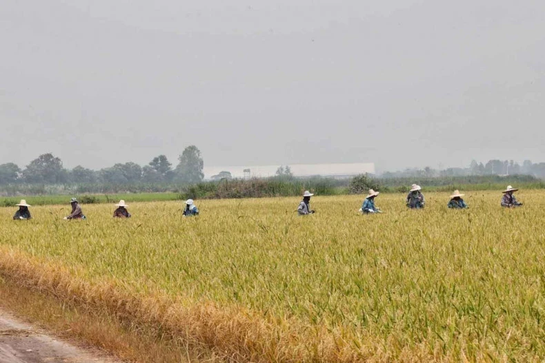 Dans une rizière dans la province de Suphan Buri, Thaïlande (Photo : bangkokpost.com)