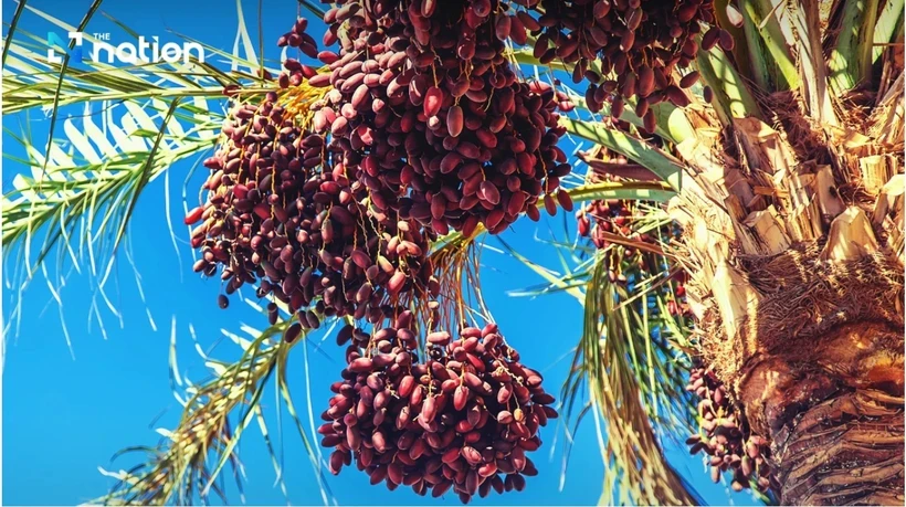 La Thaïlande interdit l'exportation d'huile de palme brute jusqu'en décembre (Photo : nationthailand.com)