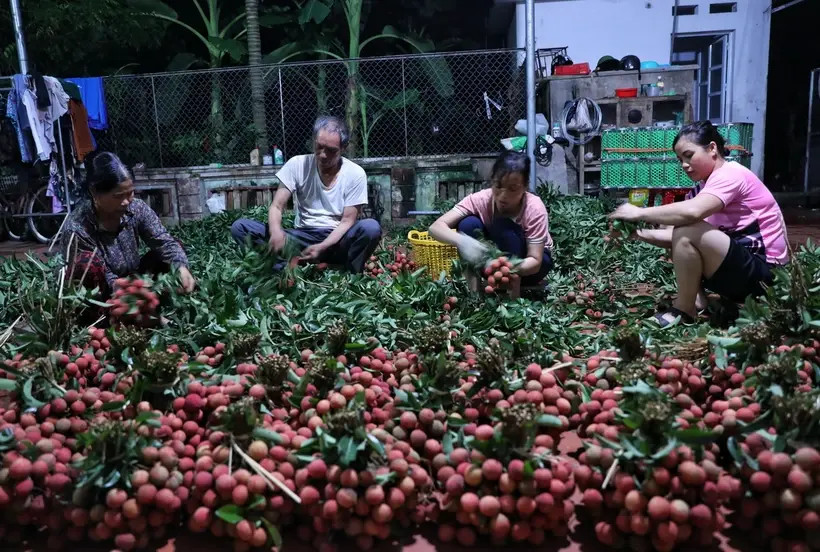 Après avoir obtenu une indication géographique, les premiers lots de litchi Luc Ngan ont été exportés vers le Japon, marquant une amélioration dans le travail de développement de la propriété intellectuelle. Photo : VNA