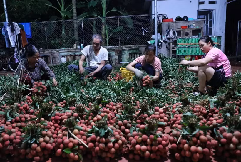Après avoir obtenu une indication géographique, les premiers lots de litchi Luc Ngan ont été exportés vers le Japon, marquant une amélioration dans le travail de développement de la propriété intellectuelle. Photo : VNA