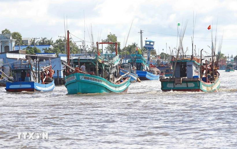 La province de Ca Mau compte encore 274 bateaux de pêche dans la catégorie des "3 Non". Photo: VNA