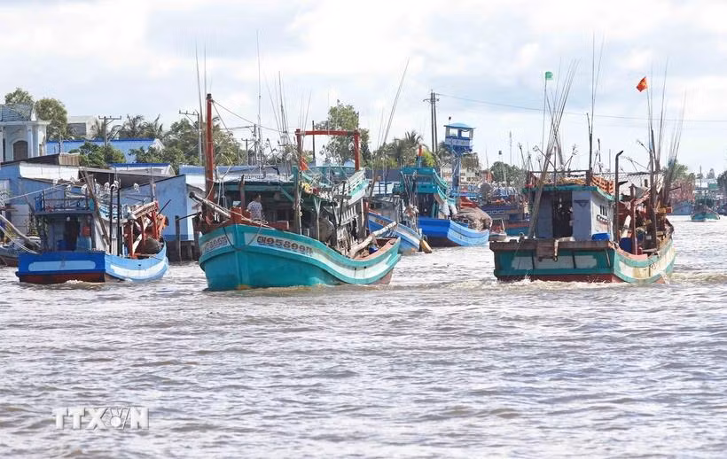 La province de Ca Mau compte encore 274 bateaux de pêche dans la catégorie des "3 Non". Photo: VNA