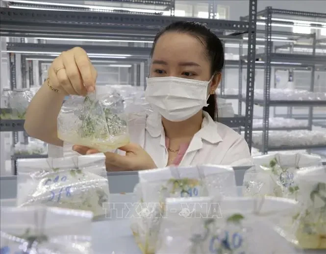  "Le levier" pour stimuler le développement des secteurs pharmaceutique et biotechnologiques au Vietnam
