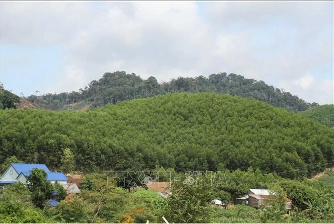 Depuis le milieu des années 2000, de nombreuses entreprises ont déployé des programmes et des projets de crédits carbone. Photo : VNA
