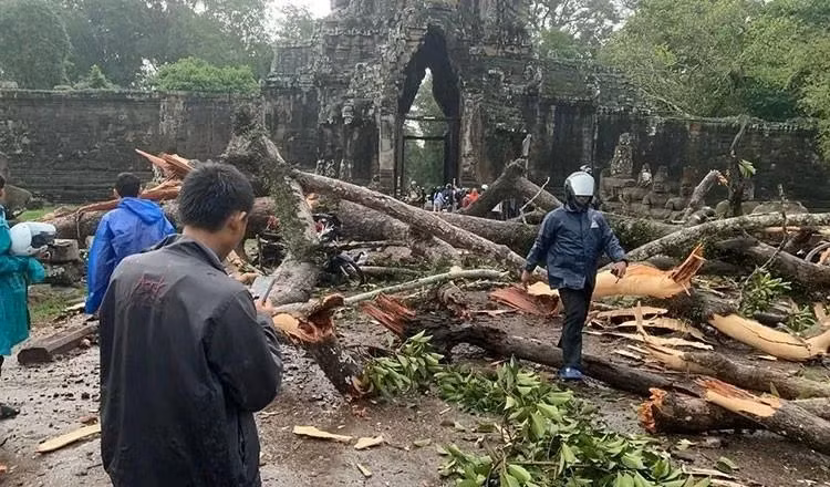 Une tempête de pluie renverse un arbre centenaire dans le parc archéologique d'Angkor, dans la province de Siem Reap, au nord-ouest du Cambodge, le 23 juillet. (Photo : Khmer Times)