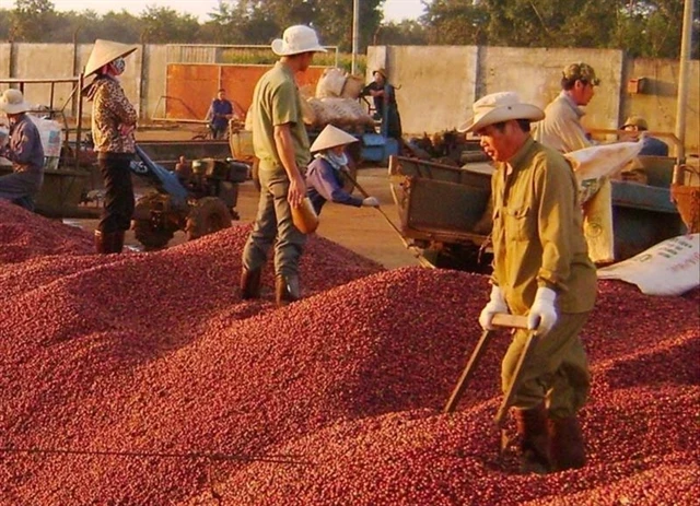 Il est prévu que la production de café continuera de diminuer d’environ 20 % au cours de la prochaine campagne agricole. (Photo : vneconomy.vn)