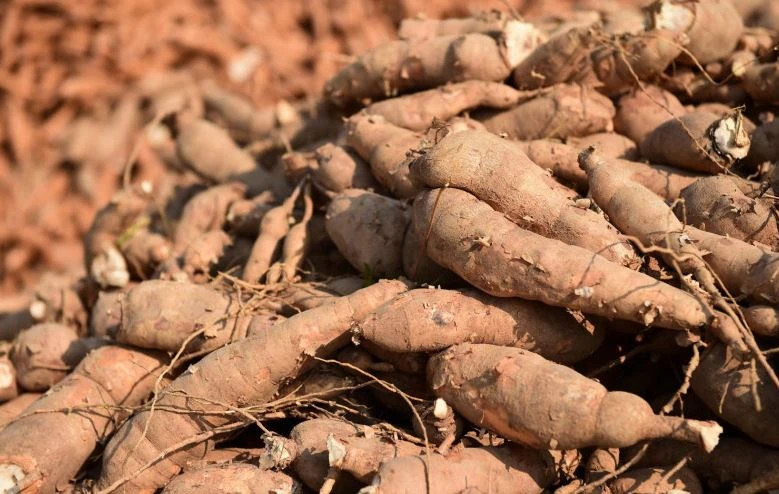 La Thaïlande est le premier exportateur mondial de produits à base de manioc. (Photo : Poste de Bangkok)